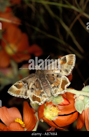 Arizona Skipper in polvere Systasea zampa Santa Catalina Mtns ARIZONA Febbraio Hesperiidae Pyrginae Foto Stock