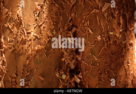 Corteccia di un albero arrayanes Anrgentina America del Sud Foto Stock