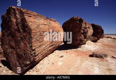 Foresta pietrificata Jaramillo Argentina America del Sud Foto Stock