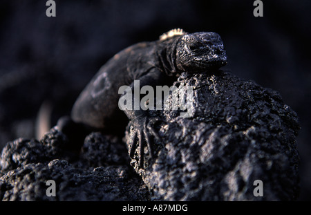 Iguana marina prendendo il sole sulla roccia lavica Amblyrhynchus cristatus isole Galapagos Ecuador Sud Ameriaca Foto Stock