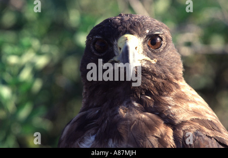 Le Galapagos hawk Buteo galapagoensis Sombrero Chino Isola Galapagos Ecuador Sud Ameriaca Foto Stock