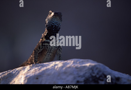 La Lava lizard tropidurus spp Isabela Galapagos isola sud Ecuador Ameriaca Foto Stock