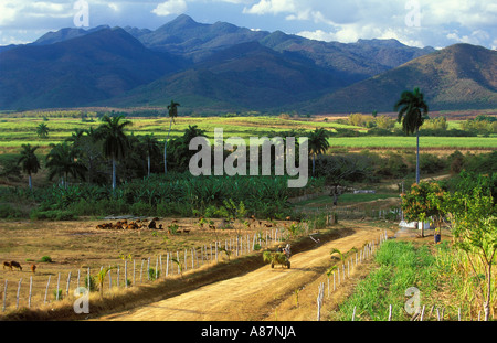 Cavallo e carrello nella Valle de los Ingenios Trinidad Cuba Foto Stock