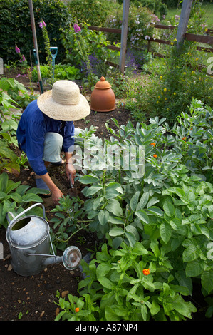 Donna modello rilasciato il diserbo patch vegetale in un giardino Dorset England Regno Unito Foto Stock