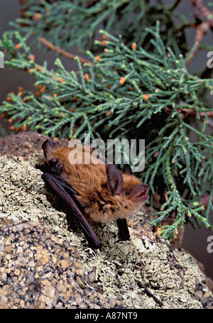 Arizona Myotis Myotis occultus Burro Mtns NUOVO MESSICO USA Giugno adulto temporanea Vespertilionidae captive Foto Stock