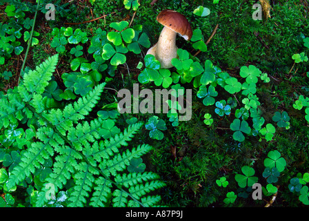 Funghi porcini (Boletus edulis) circondata da legno comune sorrel e una felce Foto Stock