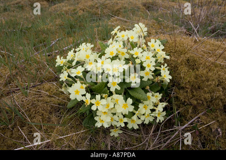 Primule in banca di muschio Primula vulgaris Isola di Skye in Scozia Foto Stock