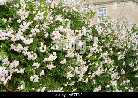 Rosa Pauls Himalayan Musk Foto Stock