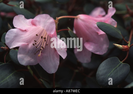 Rhododendron williamsianum Foto Stock