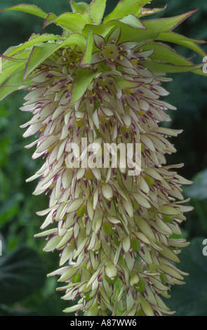 Eucomis bicolor AGM fiore di ananas, Ananas lily. Foto Stock