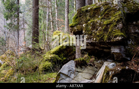 Foresta di Pini nelle Alpi Francesi con i muschi e licheni rocce coperte. Foto Stock