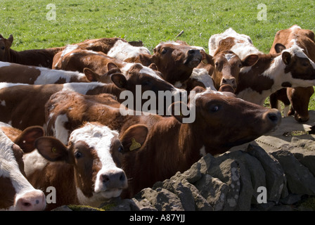 Giovani tori e giovenche in Millers Dale Foto Stock