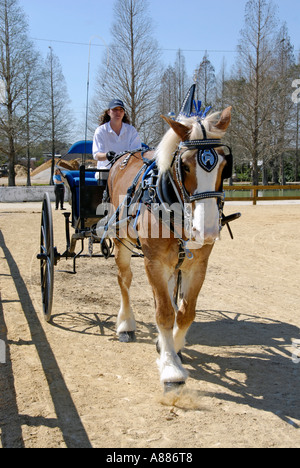 Progetto di cavallo mostra caratteristiche carro tirando la concorrenza in eventi equestri presso la Florida State Fair in Tampa Florida FL Foto Stock