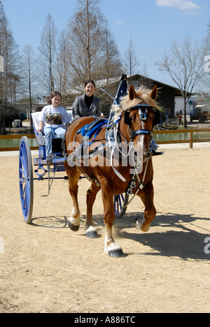 Progetto di cavallo mostra caratteristiche carro tirando la concorrenza in eventi equestri presso la Florida State Fair in Tampa Florida FL Foto Stock