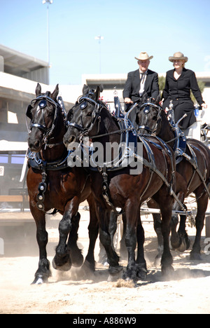 Progetto di cavallo mostra caratteristiche carro tirando la concorrenza in eventi equestri presso la Florida State Fair in Tampa Florida FL Foto Stock