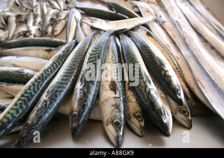 Sgombri e altri pesci in vendita in Aveiro mercato del pesce, Portogallo Foto Stock