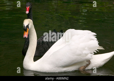 Bianco e Nero Swans nei giardini della foresta di Bussaco, Luso, Portogallo Foto Stock