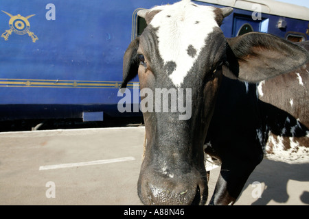 Deccan Odyssey treno / Maharaja Indiani treno, India Foto Stock