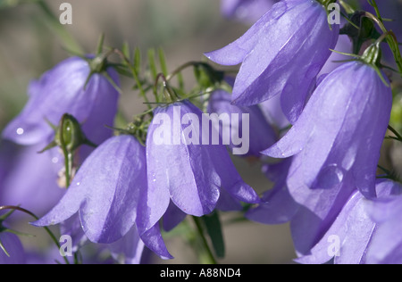 Ribella blu ( Campanula rotundifolia ) fioritura , Finlandia Foto Stock