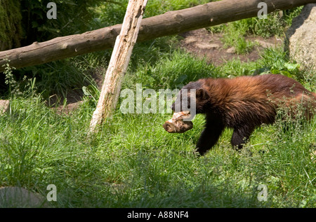 Wolverine ( Gulo gulo ) portante un osso in Aehtaeri, Ahtari, Ähtäri parco degli animali in Finlandia Foto Stock