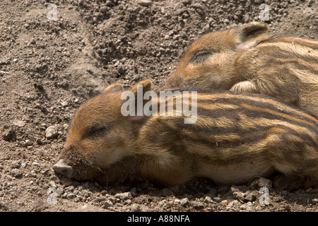 Giovani cinghiali ( Sus scrofa ) suinetti che dormono , Finlandia Foto Stock