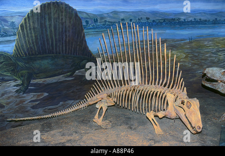 Dinosauro Dimetrodon grandis antenato degli inizi del periodo Permiano presso il Royal Tyrrell Museum di Alberta in Canada Foto Stock