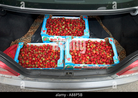 Tre scatole di cartone riempite con fragole rosse appena prelevate al bagagliaio dell'auto, Finlandia Foto Stock