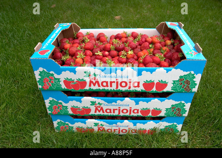 Tre scatole di cartone riempite di fragole rosse e mature appena prelevate , Finlandia Foto Stock