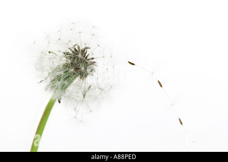 Comune di tarassaco Seedhead Taxaxacum officinale Foto Stock