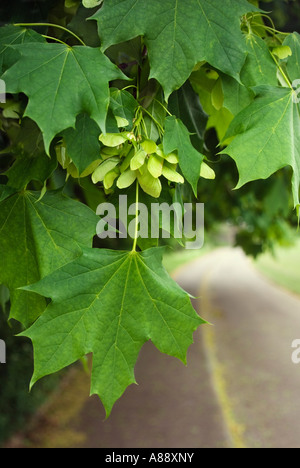 Sycamore semi o frutti e foglie nuove cresce in primavera. Harlow Town, UK. Foto Stock