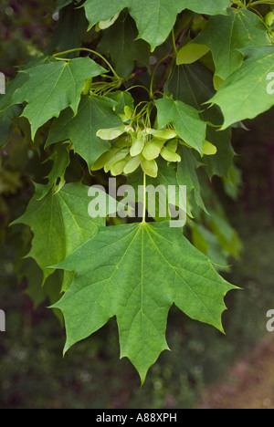 Sycamore semi o frutti e foglie nuove cresce in primavera. Harlow Town, UK. Foto Stock