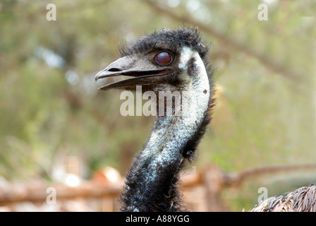 Emu Foto Stock