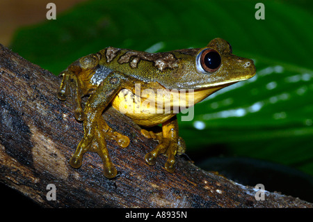 Mappa Raganella (Hyla geographica) da Titputini, Eucador. Foto Stock