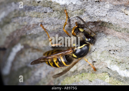 Wasp sassone Dolichovespula edificio saxonica nest biggleswade bedfordshire Foto Stock