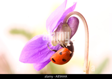 Daisy su un viola Foto Stock