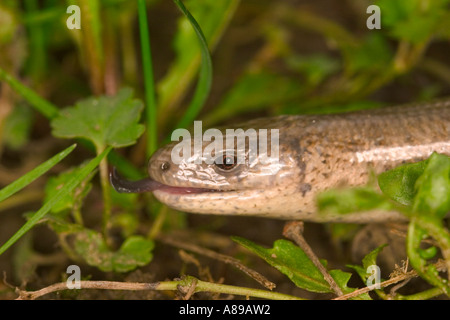 Blindworm (Anguis fragilis) Foto Stock