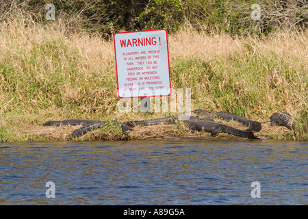 American alligatori Alligator mississipiensis alla base del cartello di avviso in Myakka River State Park Sarasota Florida Foto Stock