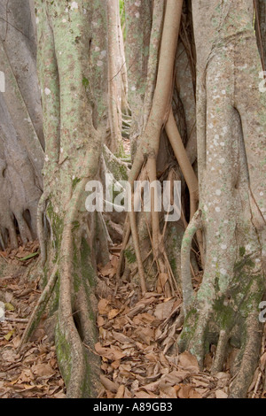 Alberi Banyon tropical Indian fig tree Ficus benghalensis Venezia Florida Foto Stock