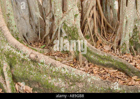 Alberi Banyon tropical Indian fig tree Ficus benghalensis Venezia Florida Foto Stock