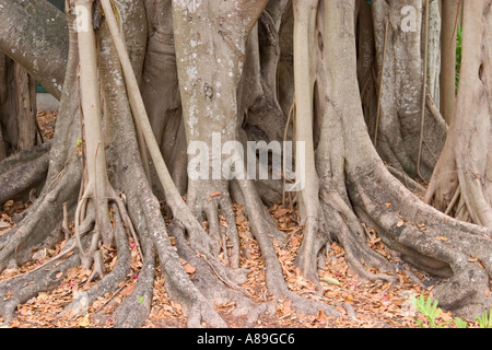 Alberi Banyon tropical Indian fig tree Ficus benghalensis Venezia Florida Foto Stock
