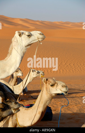 Tre cammelli guardare in una direzione in avanti Mandara Libia Foto Stock