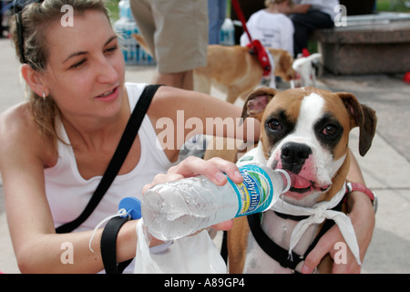 Miami Florida,Bayfront Park,Walk for the Animals,Humane Society,adulti adulte donna donna donna donna donna donna donna donna donna donna donna donna donna donna donna donna donna donna donna donna donna donna donna donna donna donna donna donna donna, acqua bottiglia, cani, animali da compagnia, animali domestici, canine, animali, box Foto Stock