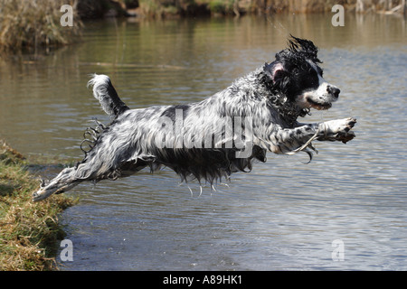 English Springer Spaniel cane saltando nel lago Foto Stock