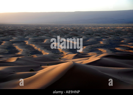 Tramonto ultima luce ricade su ondulato sanddunes infinite Jbel Bani vicino a Mhamid Marocco Foto Stock