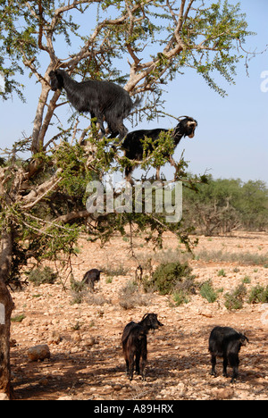 Capre arrampicarsi sugli alberi endemici Argan Argania spinosa a sudovest del Marocco Foto Stock