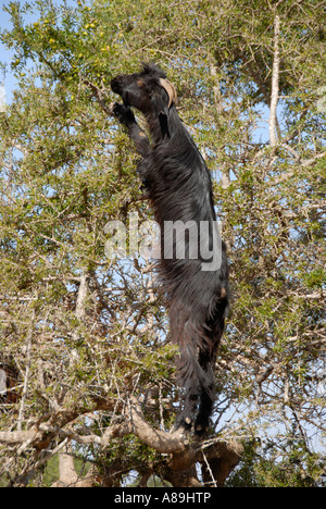 Caprini si allunga mentre si arrampica su albero endemico Argan Argania spinosa a sudovest del Marocco Foto Stock