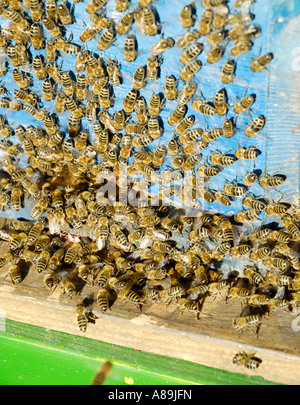 Le api sono accettati nuovi beehive dopo aver swarmed Foto Stock