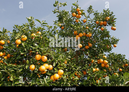 Florida,Polk County,Lake Wales,Chalet Suzanne Restaurant Inn,Orange tree,boschetto,FL060303113 Foto Stock