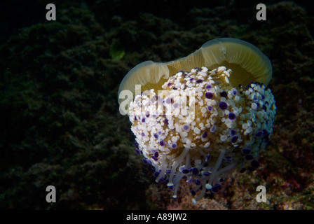 Francia marseille maire isola fromages un uovo fritto medusa cotylorhiza tuberculata nuoto Foto Stock