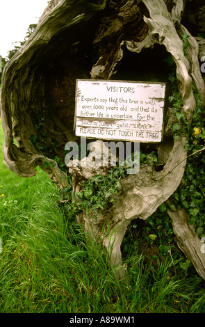 Berkshire Aldworth Chiesa Yew Tree 1000 anni Foto Stock